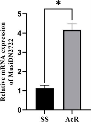 RNA interference in cytochrome P450 monooxygenase (CYP) gene results in reduced insecticide resistance in Megalurothrips usitatus Bagnall